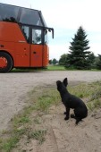 Bus und Hund